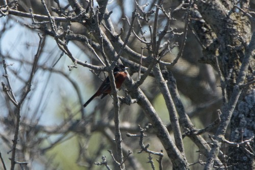 Orchard Oriole - ML161067101