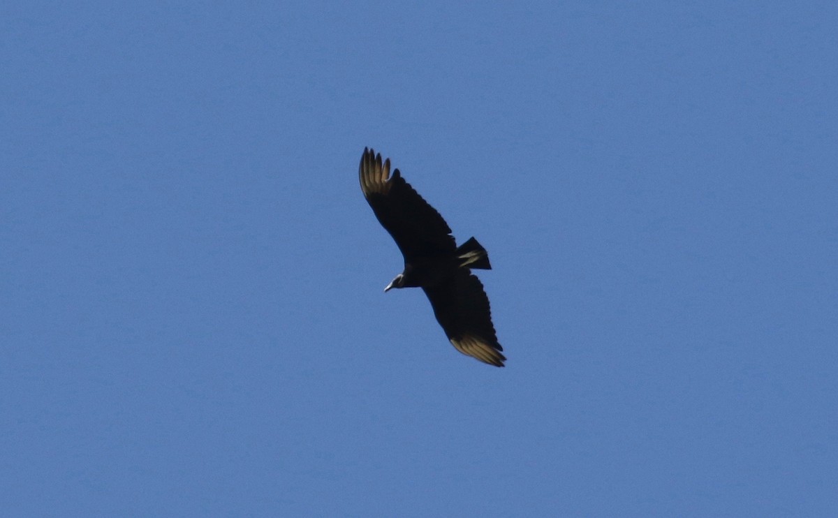 Black Vulture - ML161068051