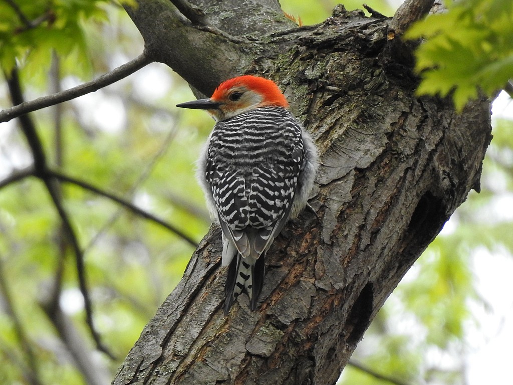 Red-bellied Woodpecker - Richard Garrigues