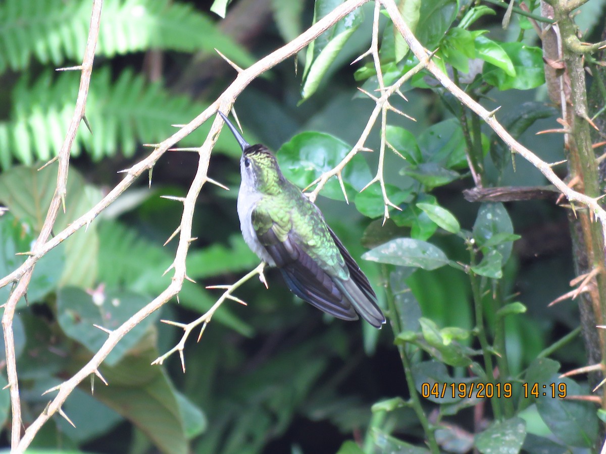 Violet-headed Hummingbird - Cheryl Ring