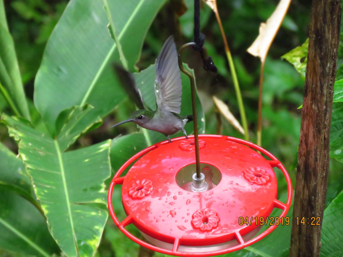 Violet-headed Hummingbird - ML161069601