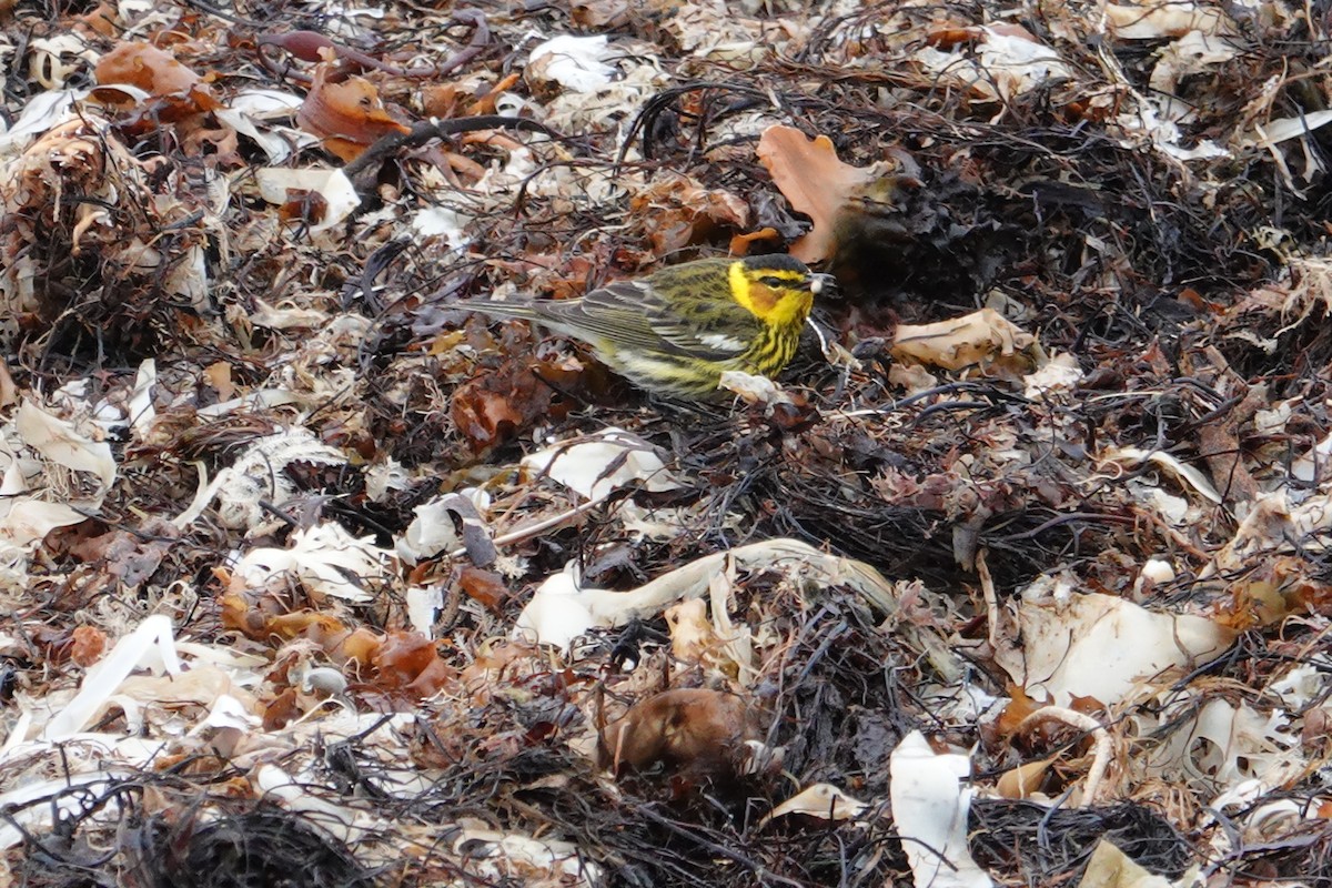 Cape May Warbler - ML161072001