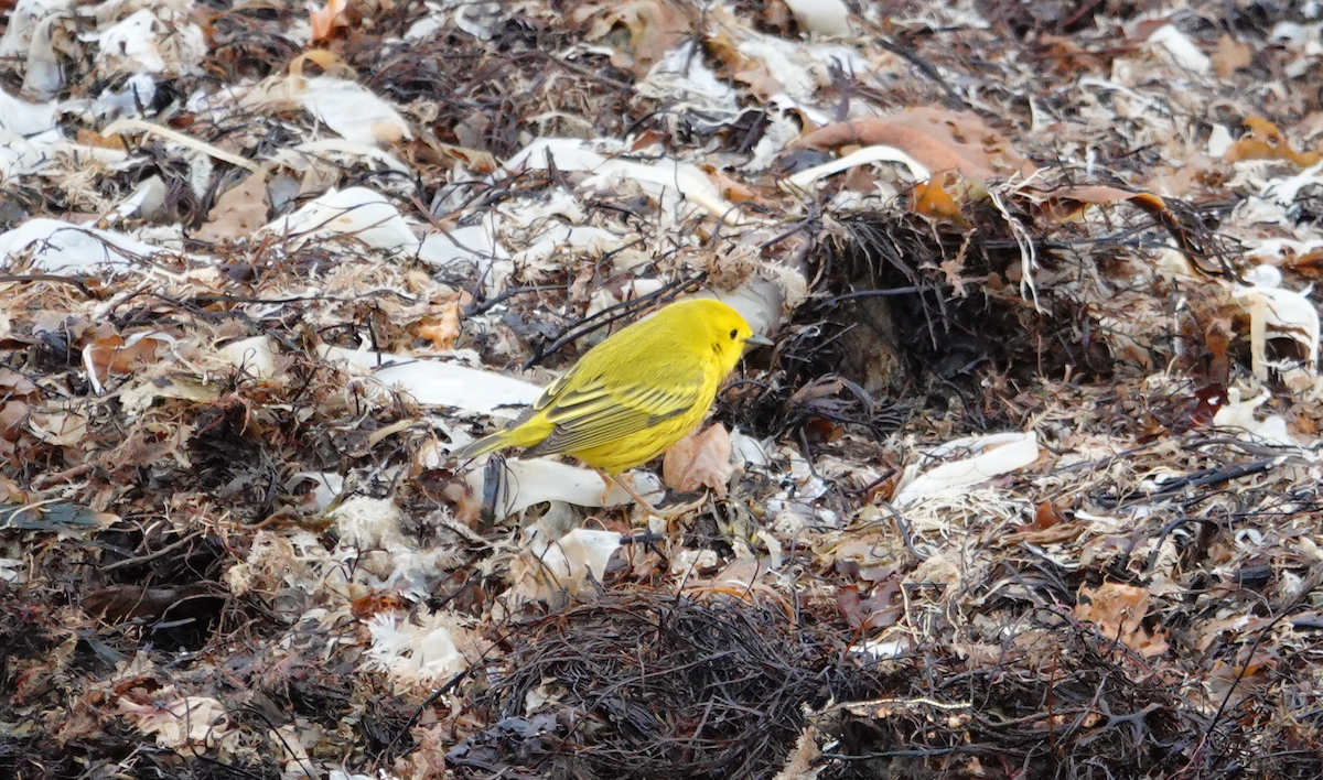 Yellow Warbler (Northern) - Diane LeBlanc
