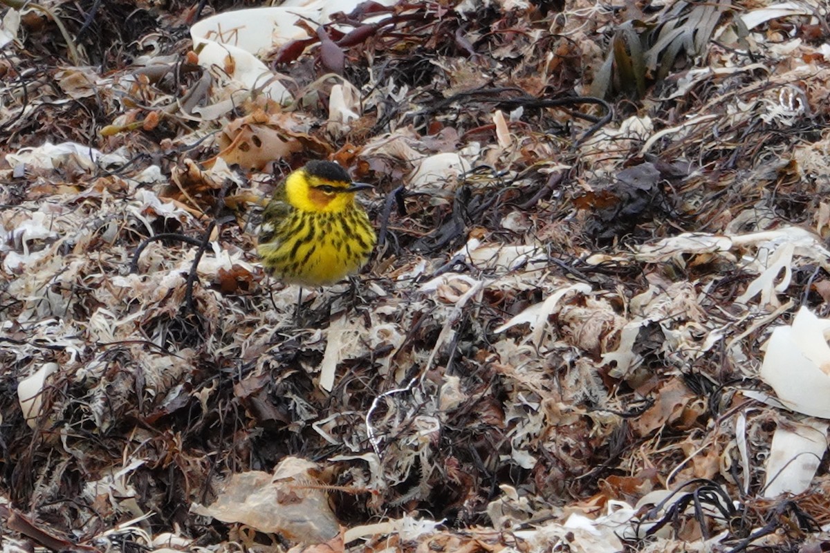 Cape May Warbler - ML161073211