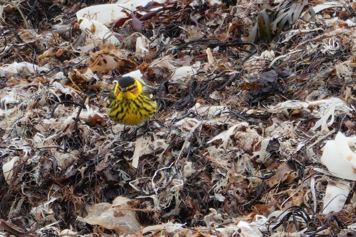 Cape May Warbler - ML161073291