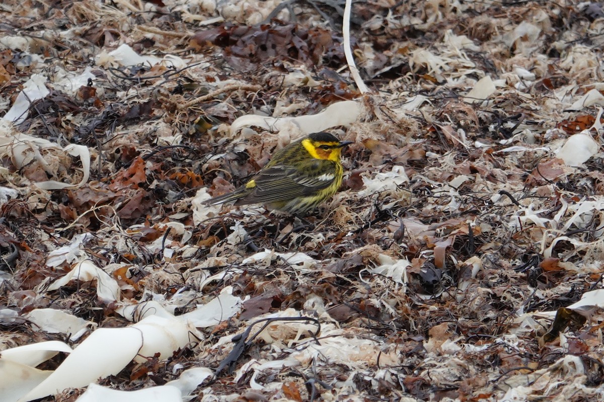 Cape May Warbler - ML161073401