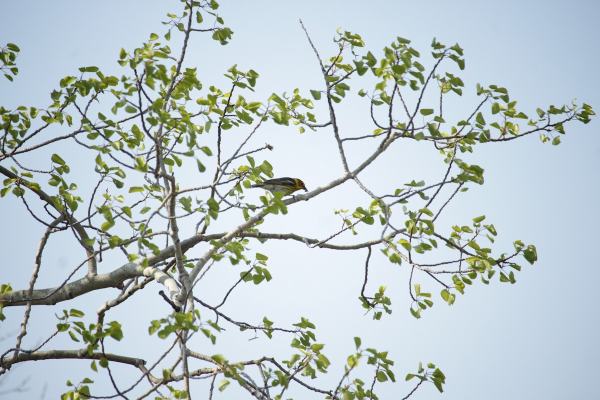Cape May Warbler - ML161073971