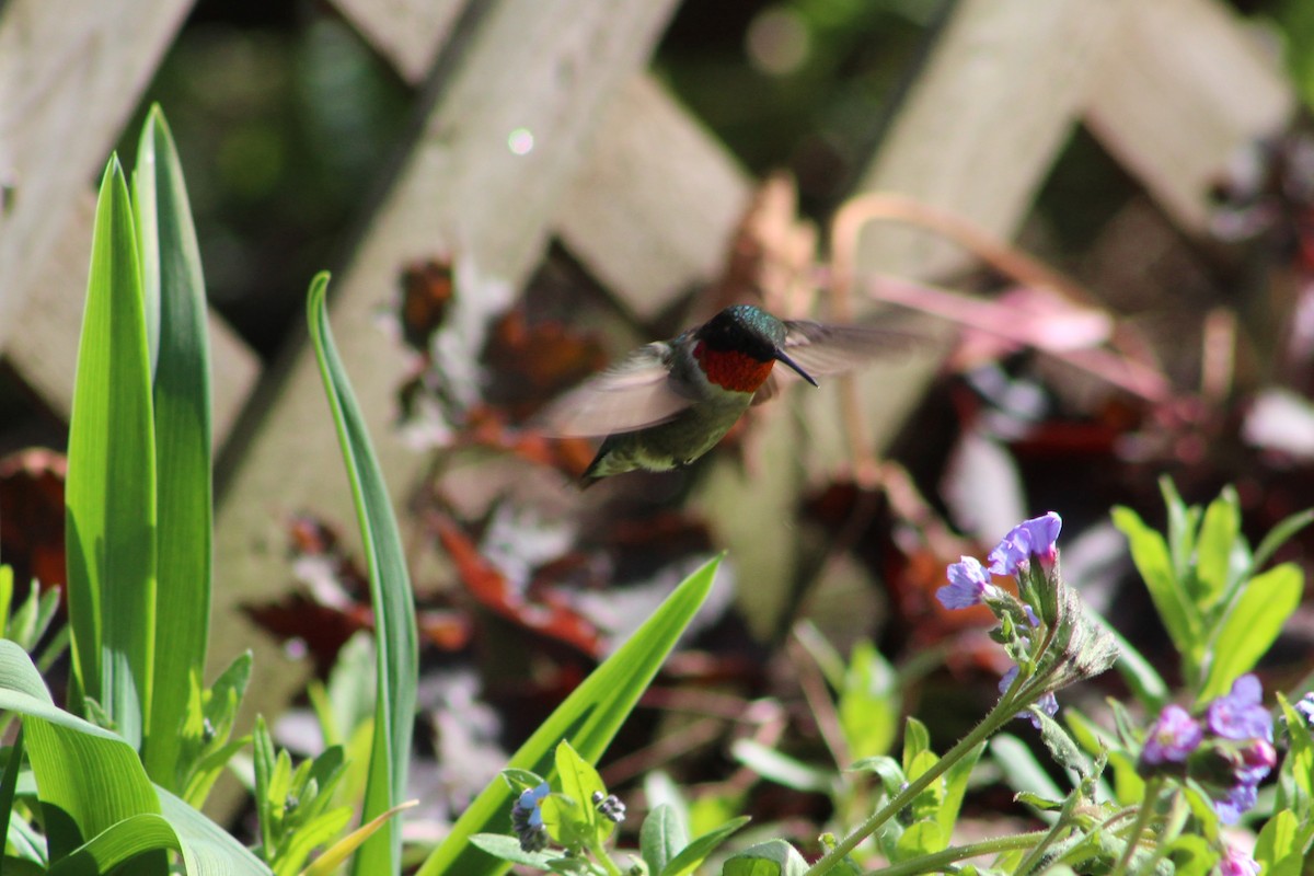 Ruby-throated Hummingbird - Marc Roy