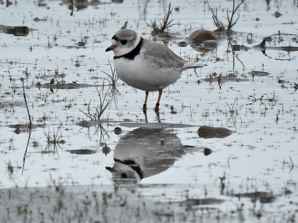 Piping Plover - ML161077161