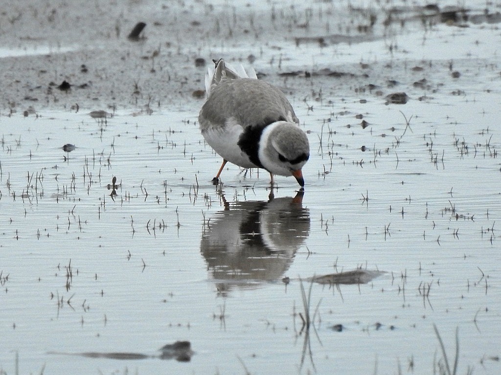 Piping Plover - ML161077201