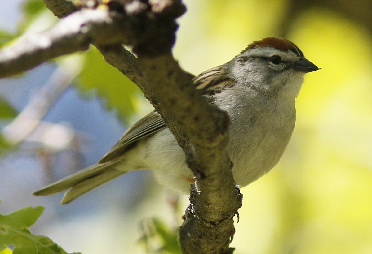 Chipping Sparrow - Bill Maynard