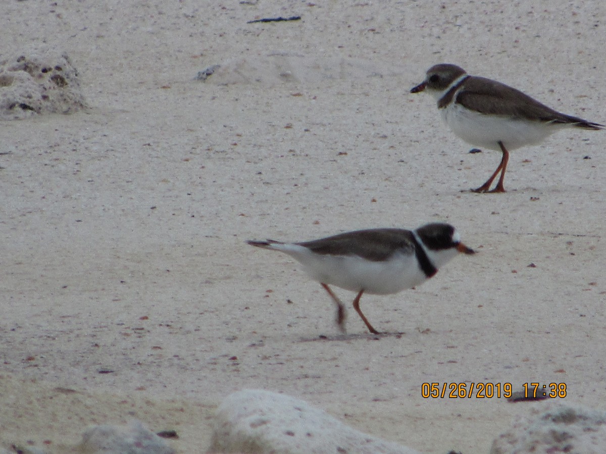Semipalmated Plover - ML161098521
