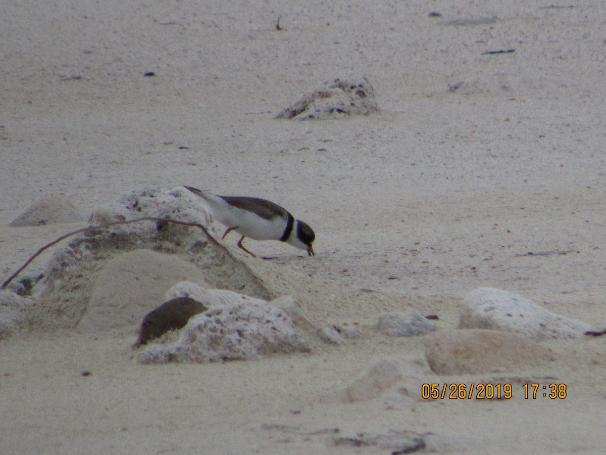 Semipalmated Plover - ML161098581