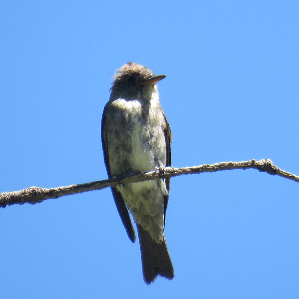 Olive-sided Flycatcher - Laura Wilson