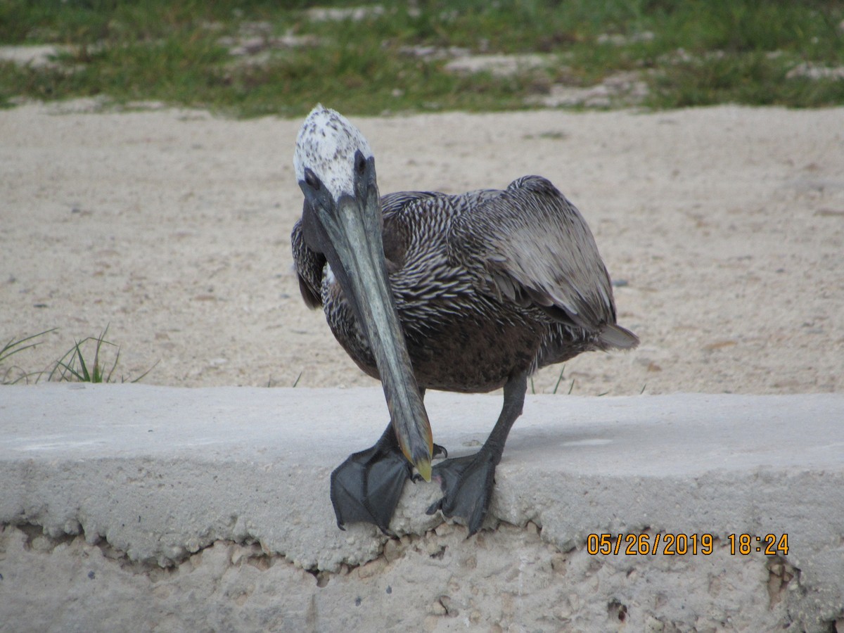 pelikán hnědý - ML161104051