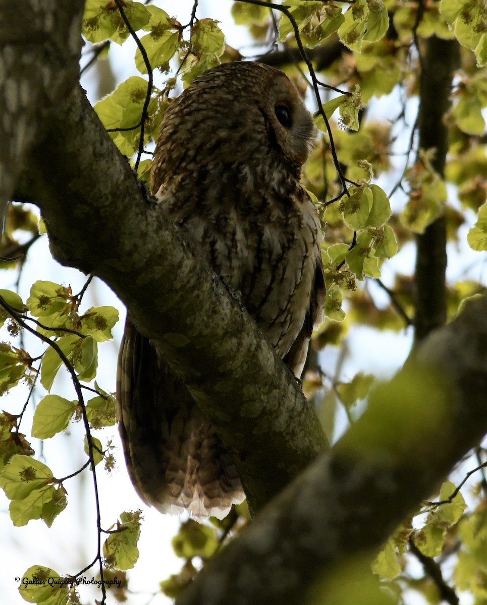 Tawny Owl - ML161105051