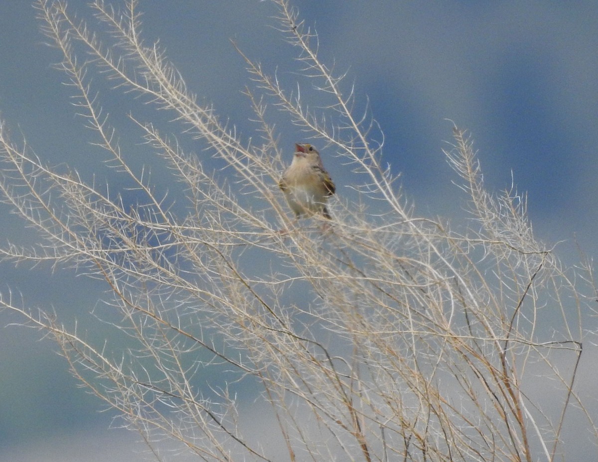 Grasshopper Sparrow - ML161108941