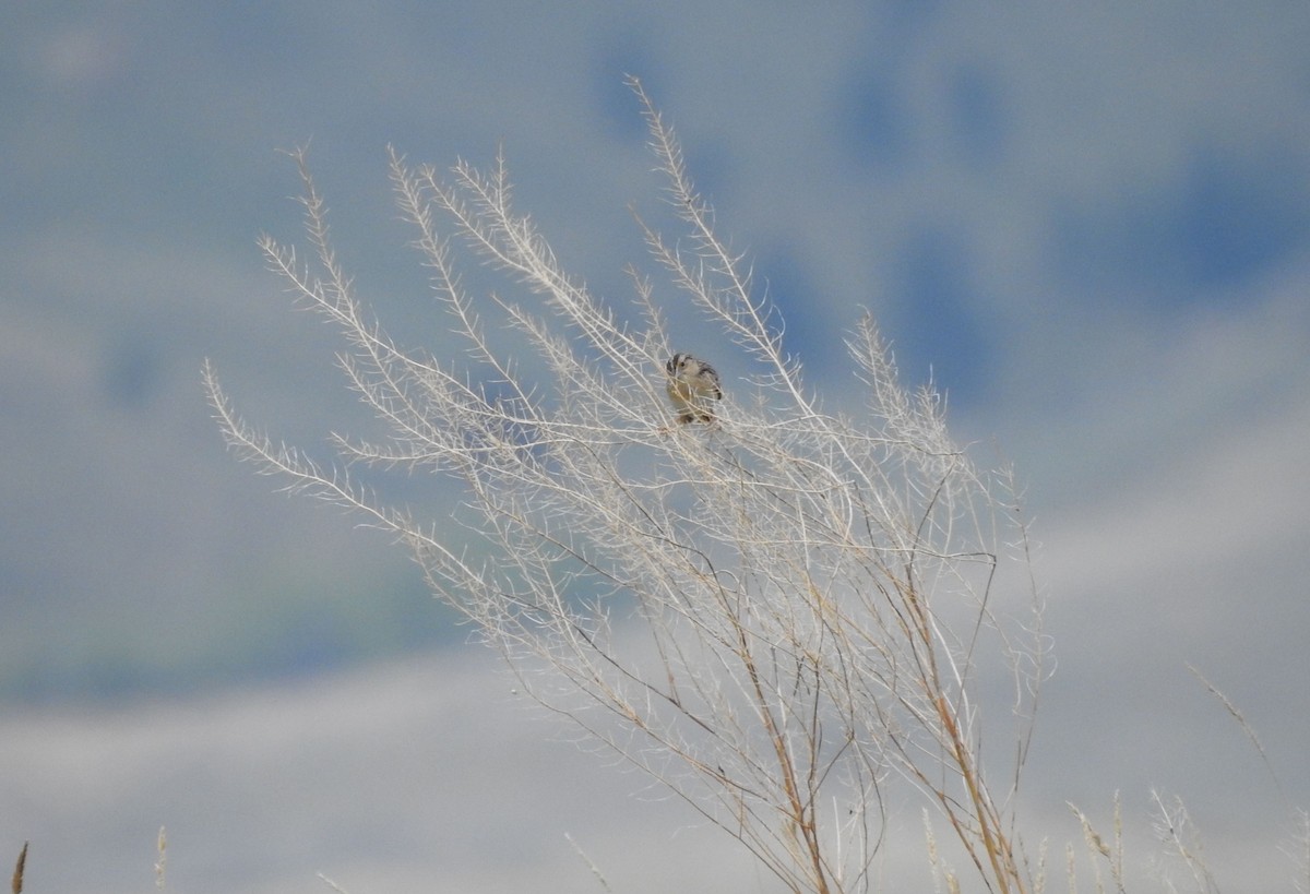 Grasshopper Sparrow - ML161108971