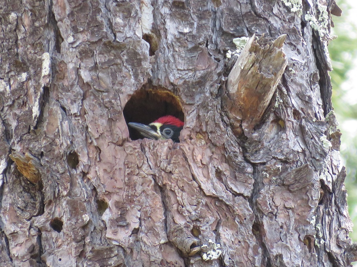 Acorn Woodpecker - Ketury Stein