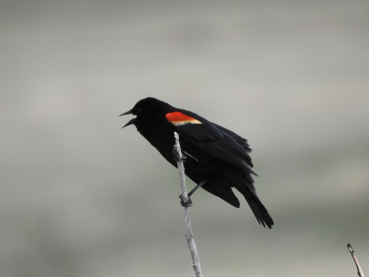 Red-winged Blackbird - ML161109351