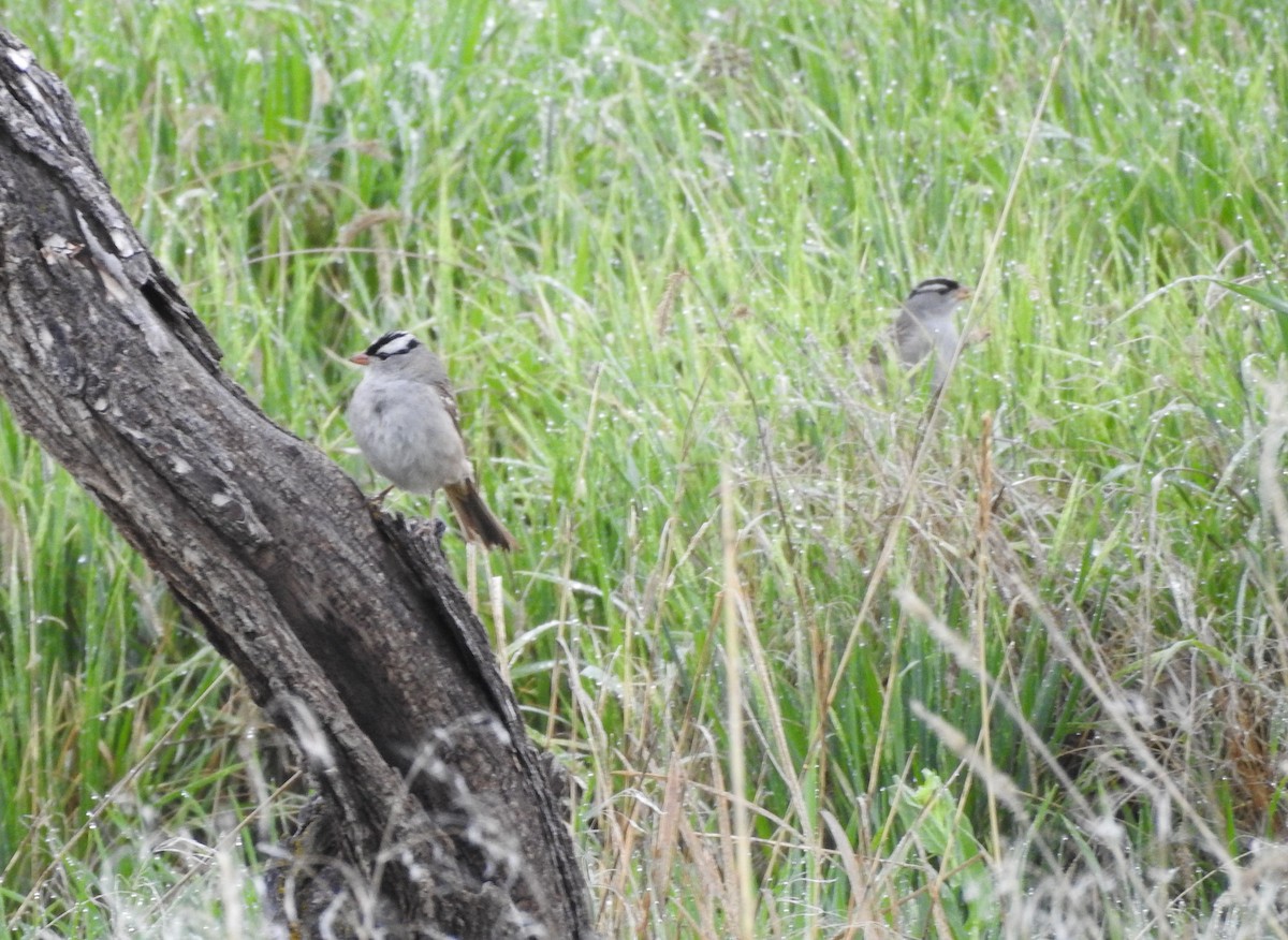 White-crowned Sparrow - ML161110151
