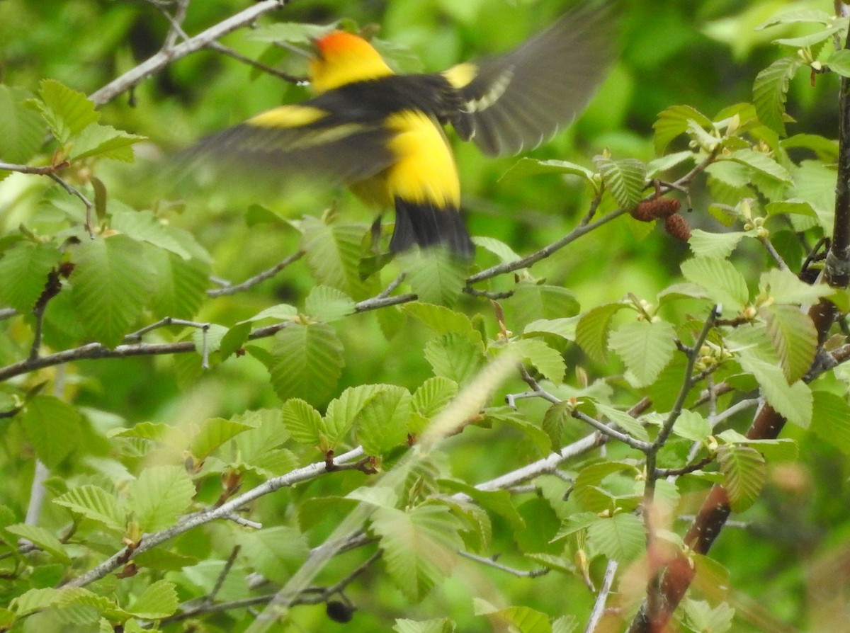 Western Tanager - ML161110261