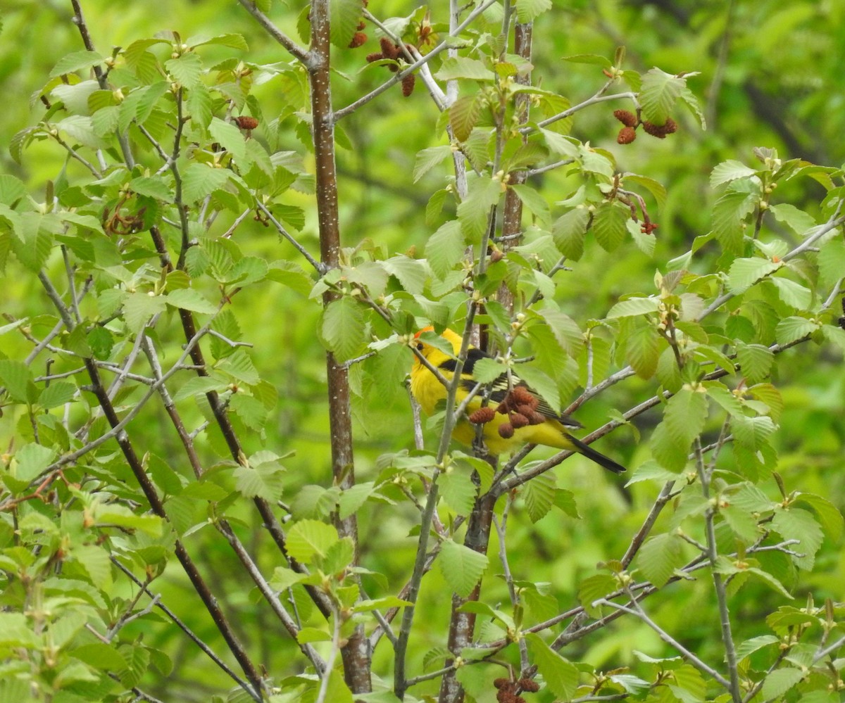 Western Tanager - ML161110311