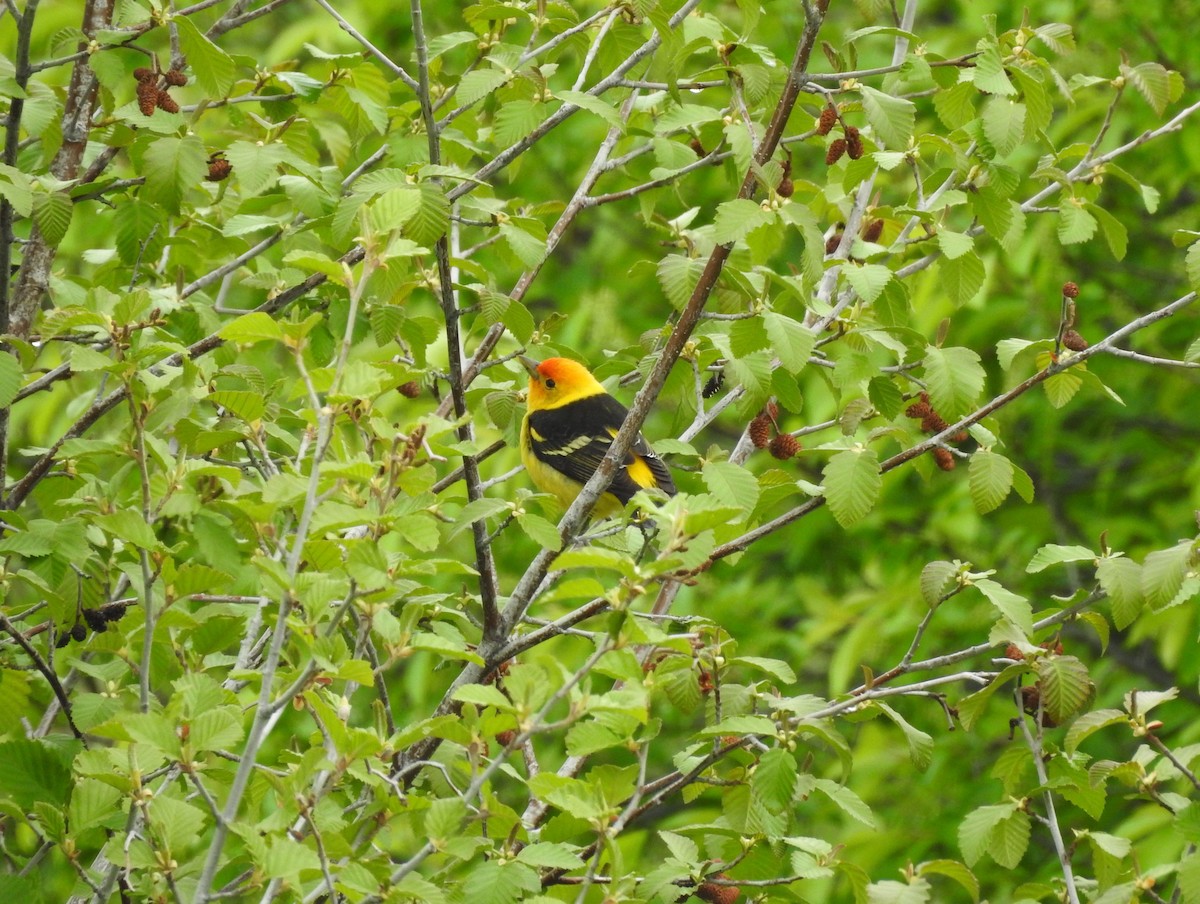 Western Tanager - ML161110331