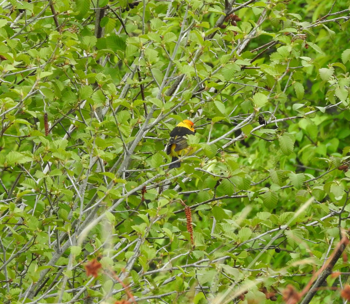 Western Tanager - ML161110421