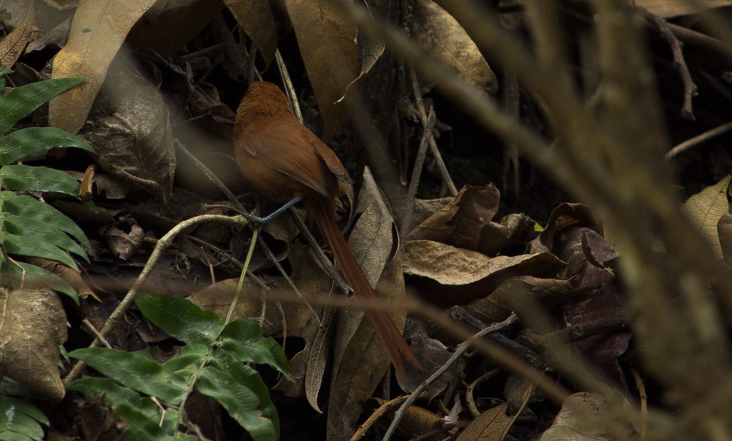 Black-throated Spinetail - ML161111941