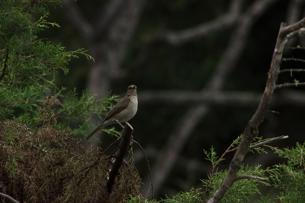 Pale-breasted Thrush - ML161112091