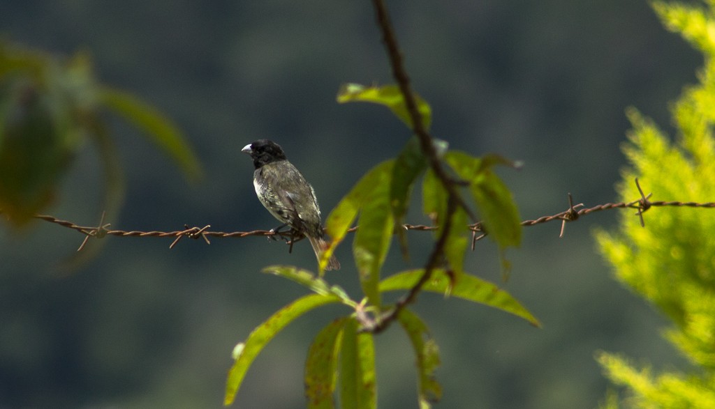 Yellow-bellied Seedeater - ML161112631