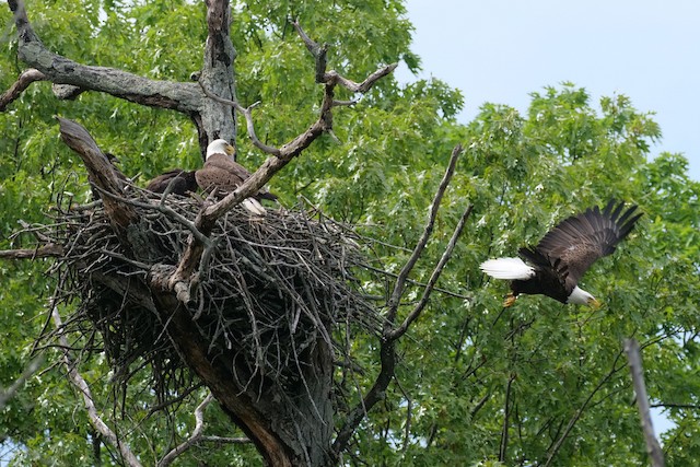 Nest in deciduous tree. - Bald Eagle - 