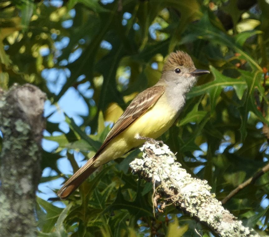 Great Crested Flycatcher - ML161115421