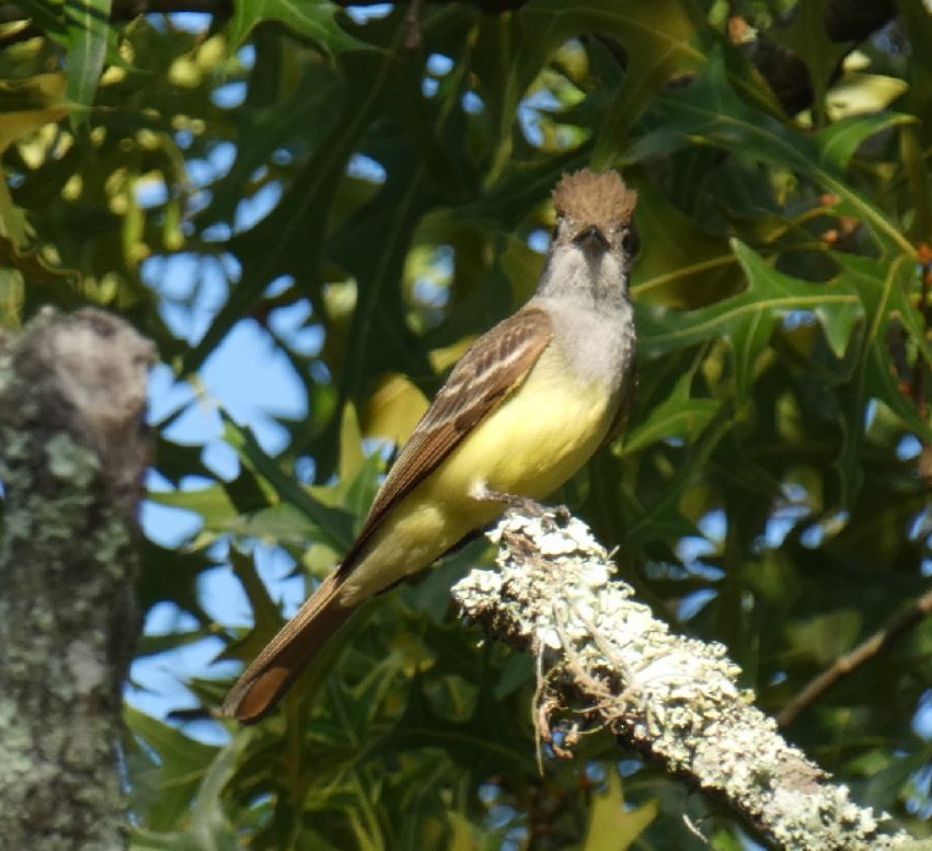 Great Crested Flycatcher - ML161115451