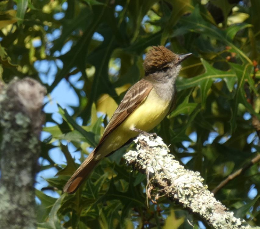Great Crested Flycatcher - ML161115461