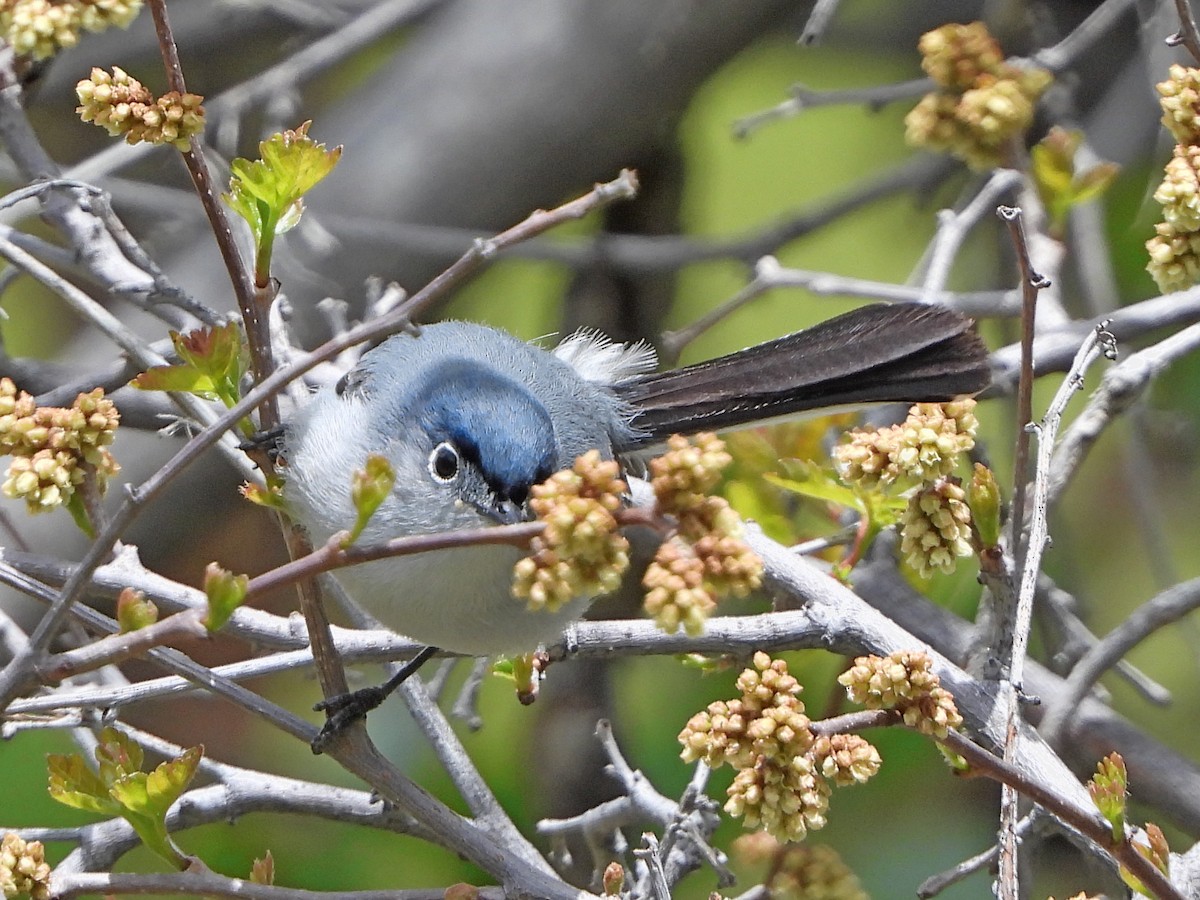 Blue-gray Gnatcatcher (obscura Group) - ML161117981