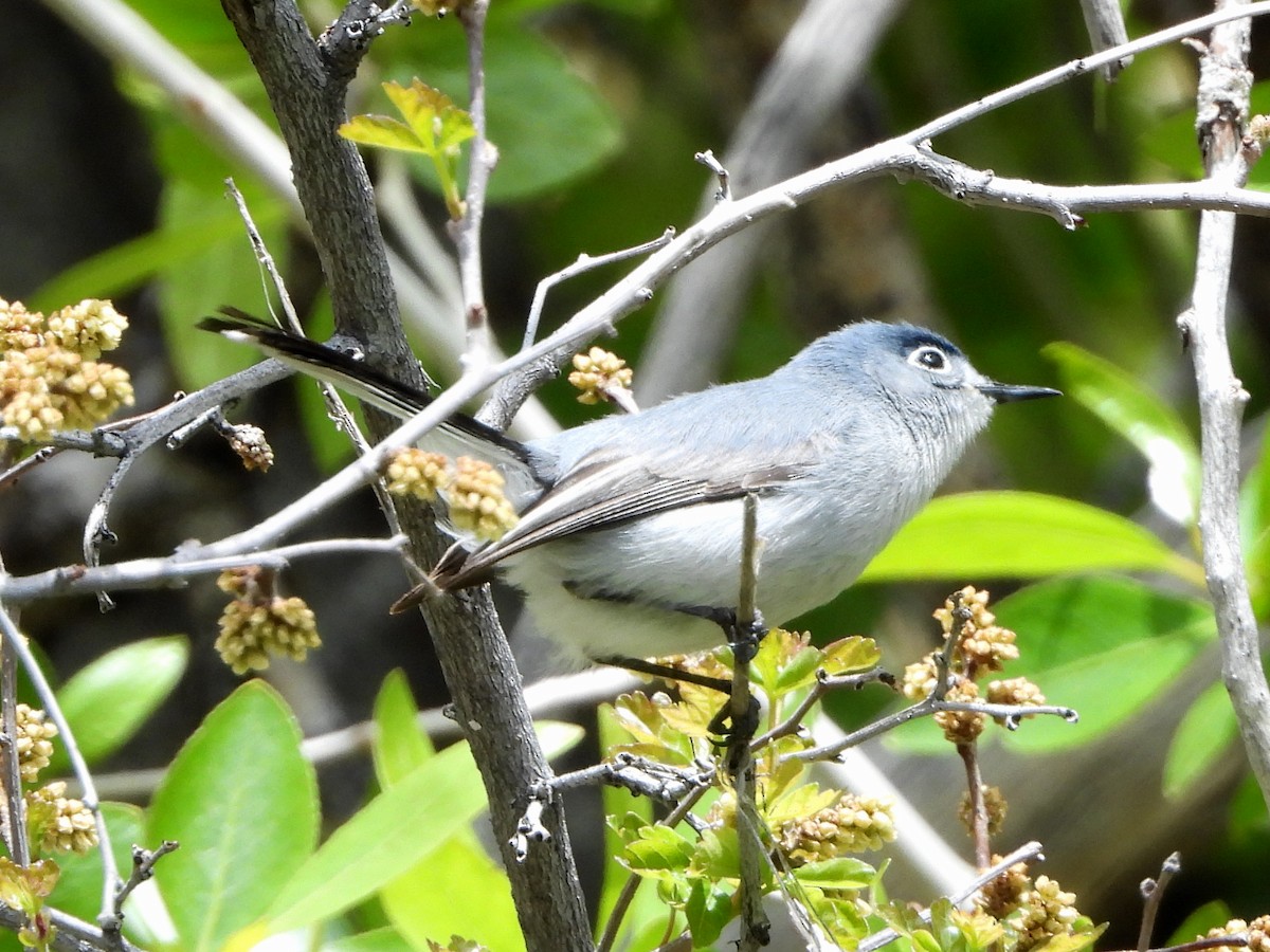 Blue-gray Gnatcatcher (obscura Group) - ML161118651