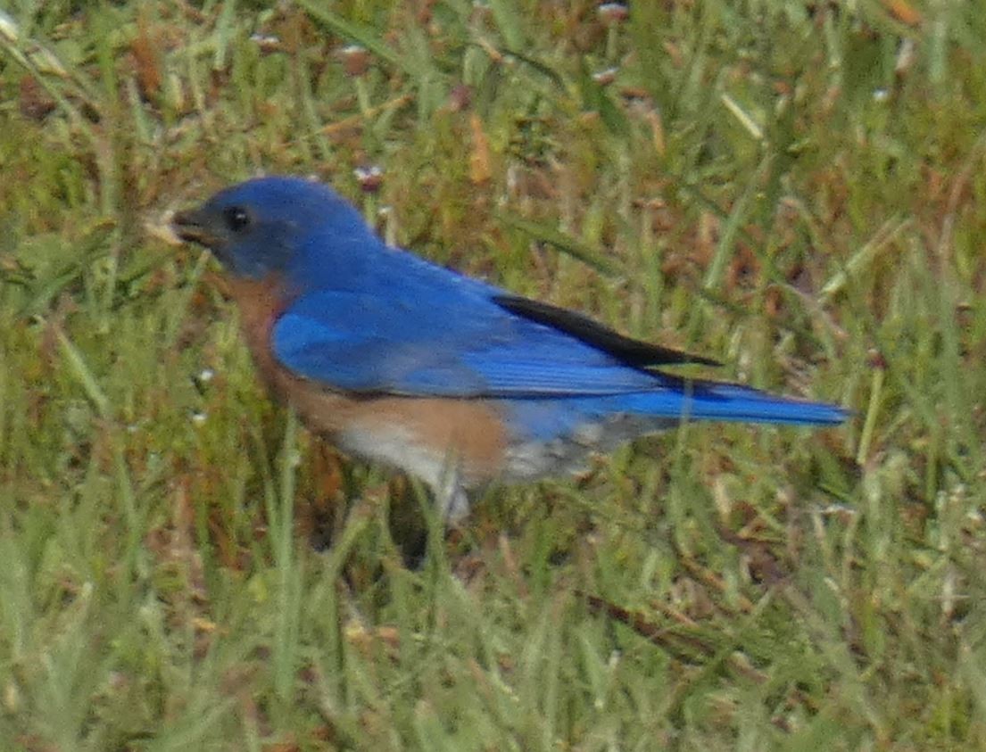Eastern Bluebird - ML161119431