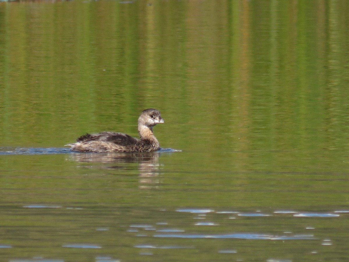 Pied-billed Grebe - Manuel Roncal Inca Finch