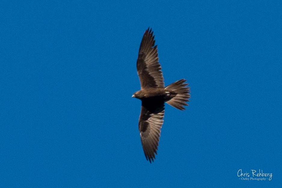 Black Falcon - Chris Rehberg  | Sydney Birding