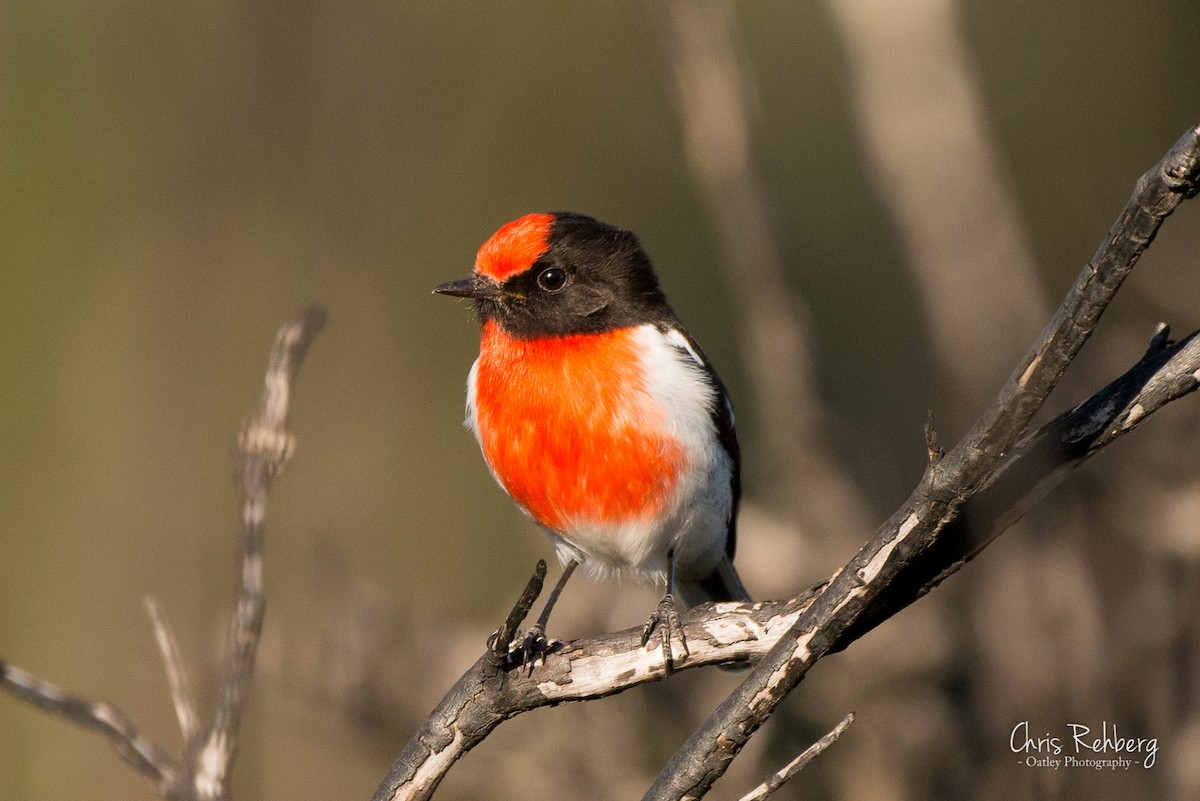 Red-capped Robin - ML161124031