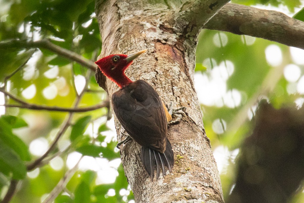 Red-necked Woodpecker - ML161129101