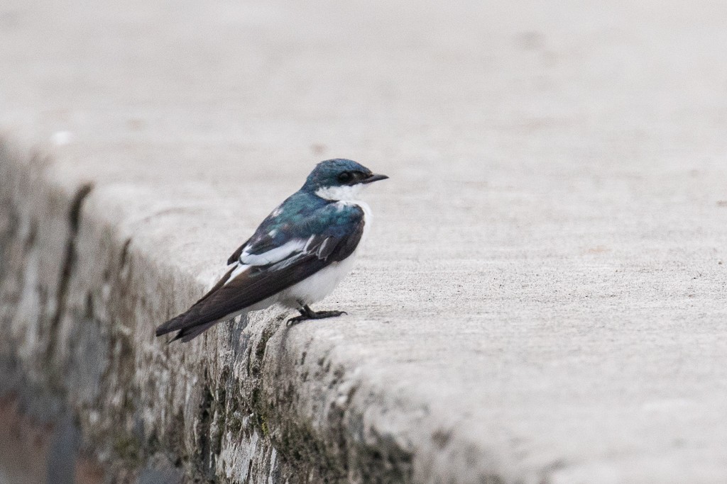 White-winged Swallow - ML161130421