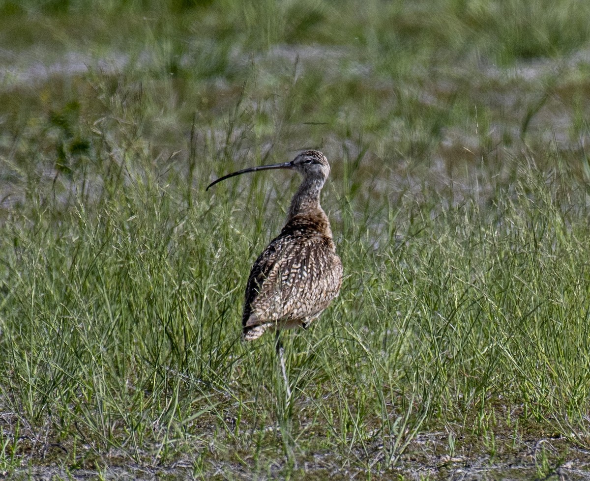 Long-billed Curlew - ML161131181