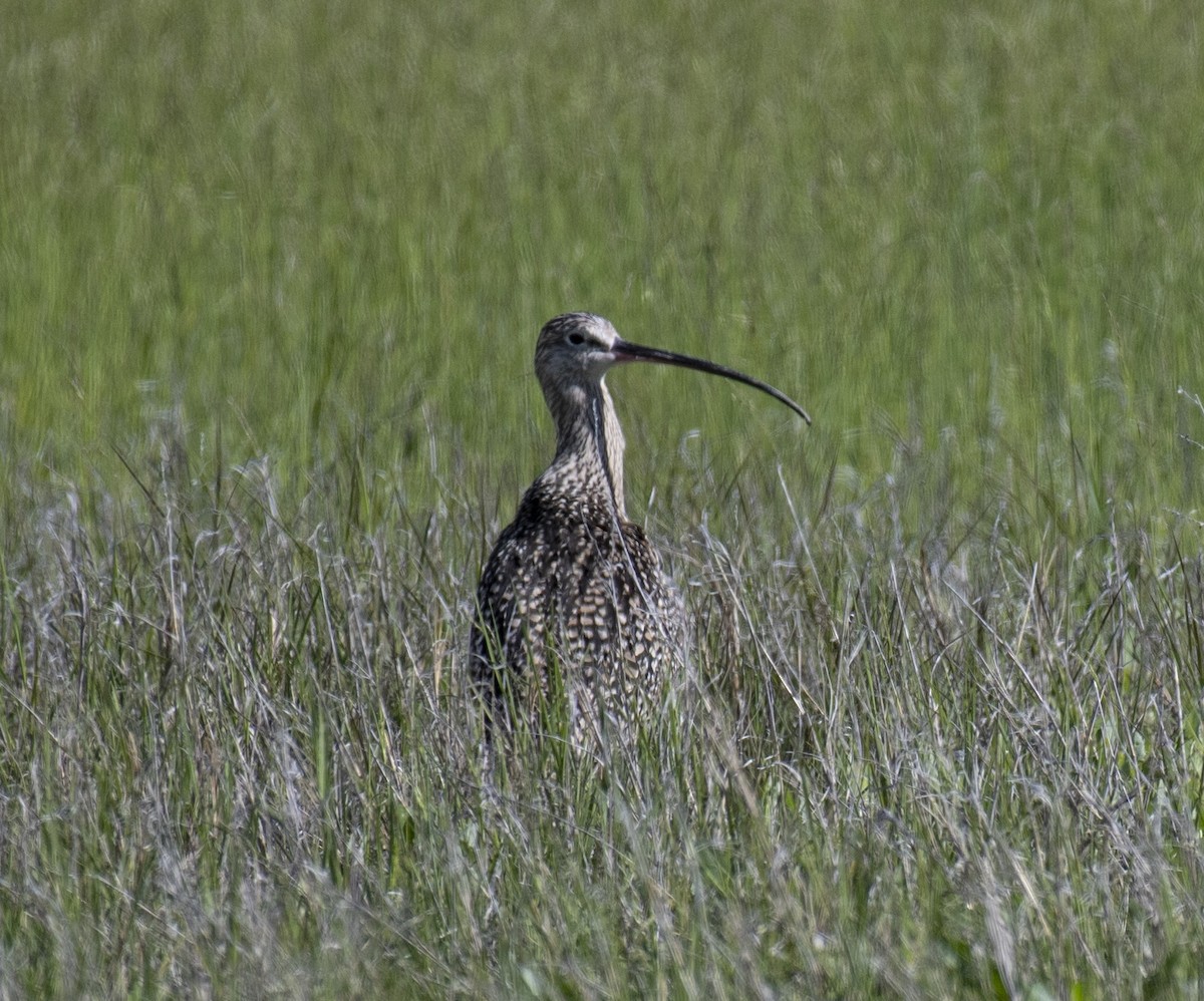 Long-billed Curlew - ML161131211