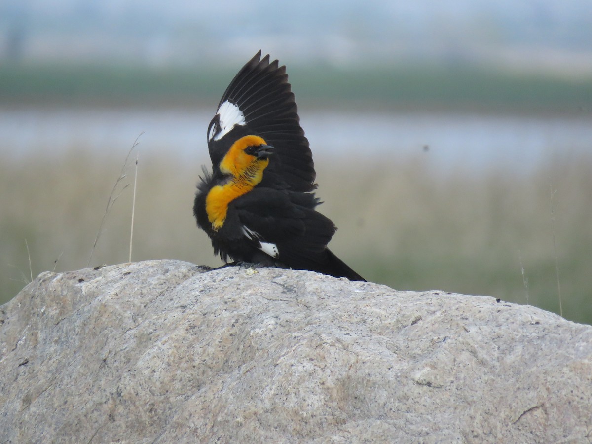 Yellow-headed Blackbird - ML161132421
