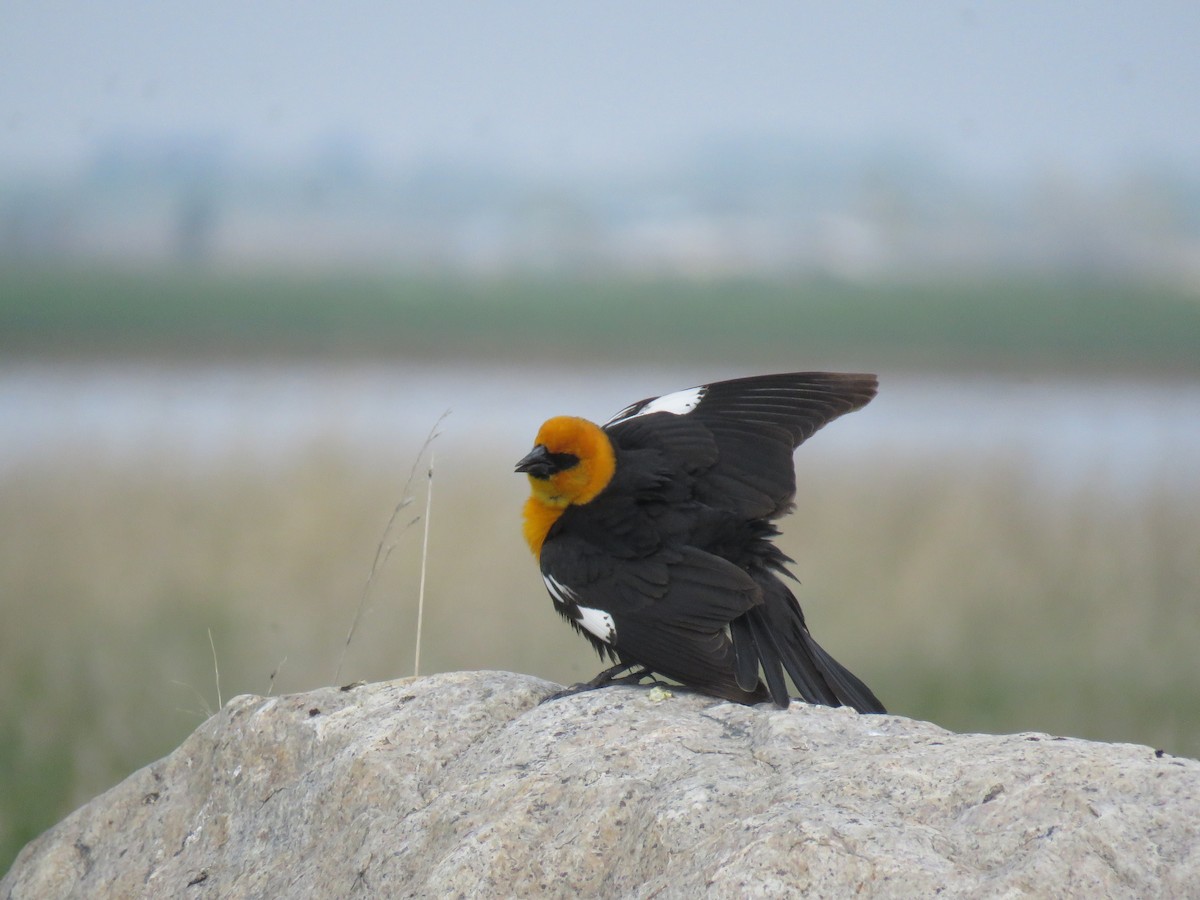 Yellow-headed Blackbird - ML161132451
