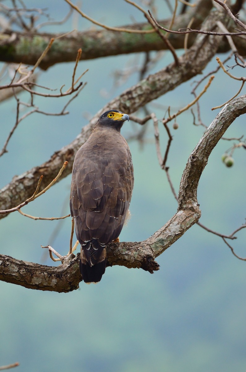 Crested Serpent-Eagle - ML161133711