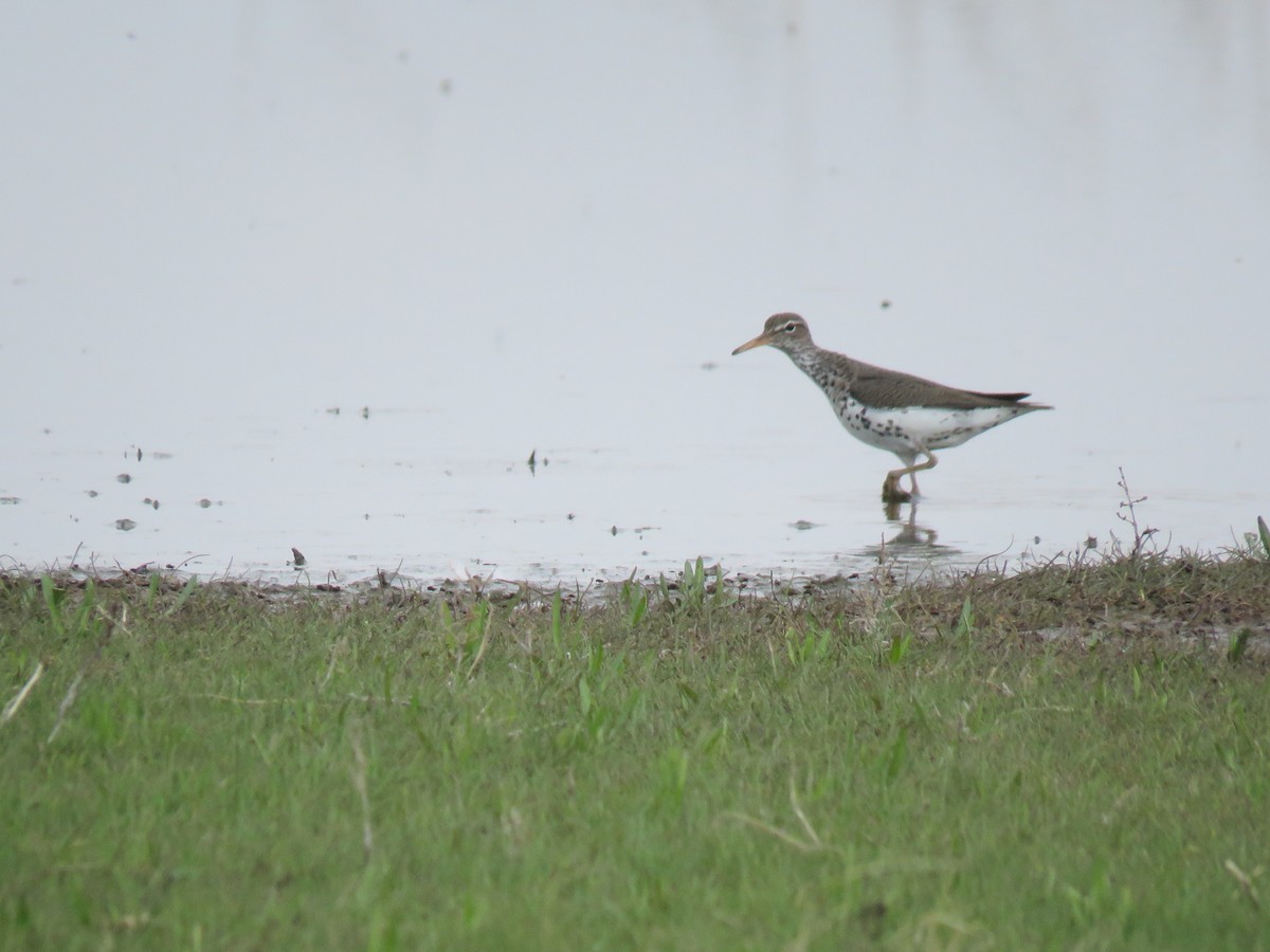 Spotted Sandpiper - James Telford